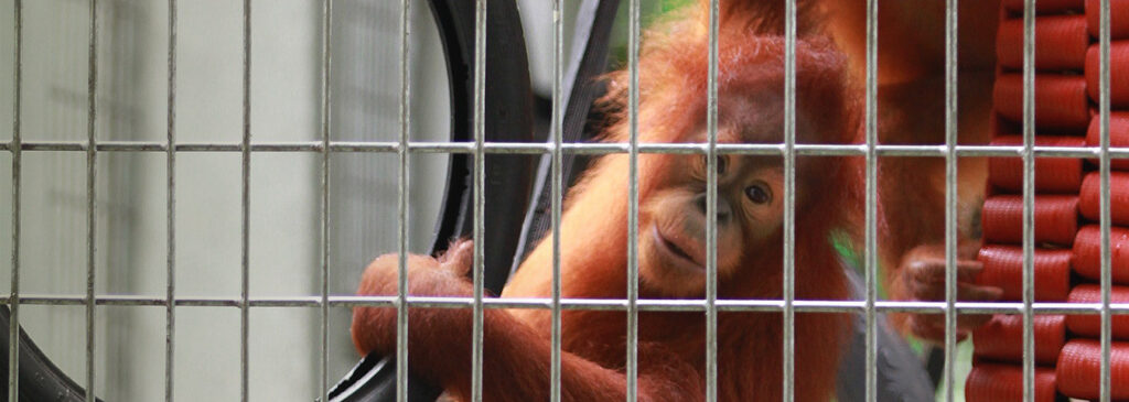 Hammock Amok with Orangutans