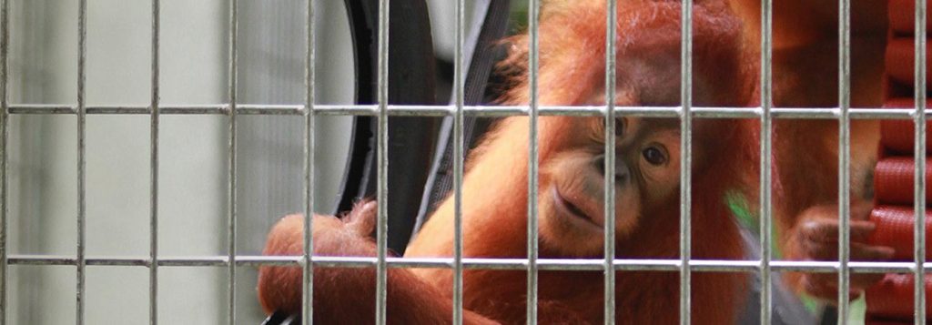 Hammock Amok with Orangutans