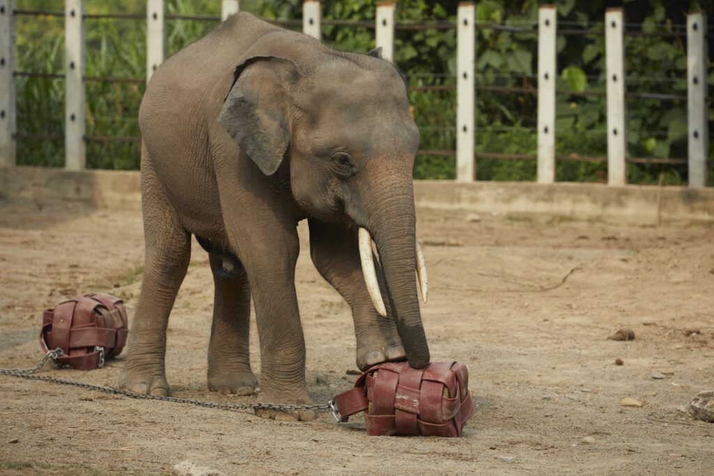 Hammock Amok in Kota Kinabalu