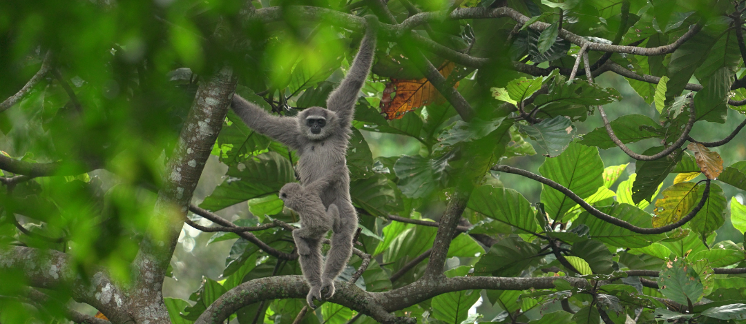 Protecting Javan Gibbons Through Coffee