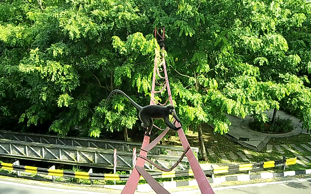 Langur Project Penang